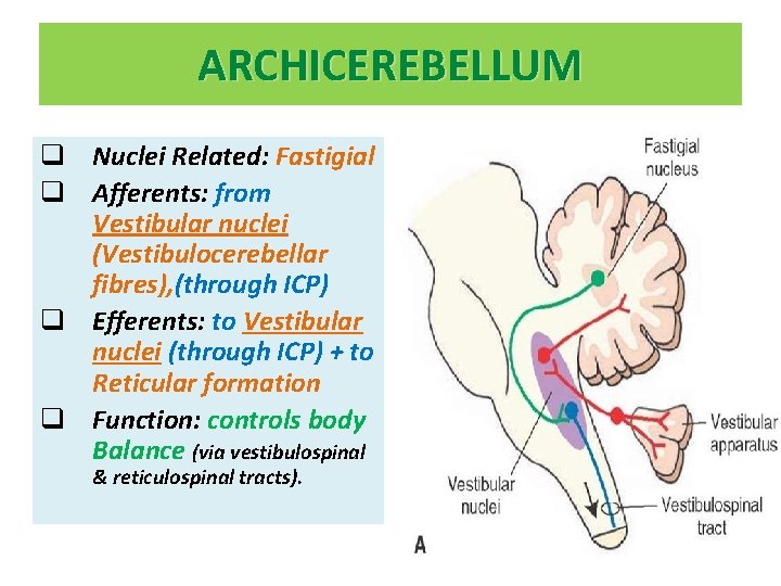 ARCHICEREBELLUM q Nuclei Related: Fastigial q Afferents: from Vestibular nuclei (Vestibulocerebellar fibres), (through ICP)