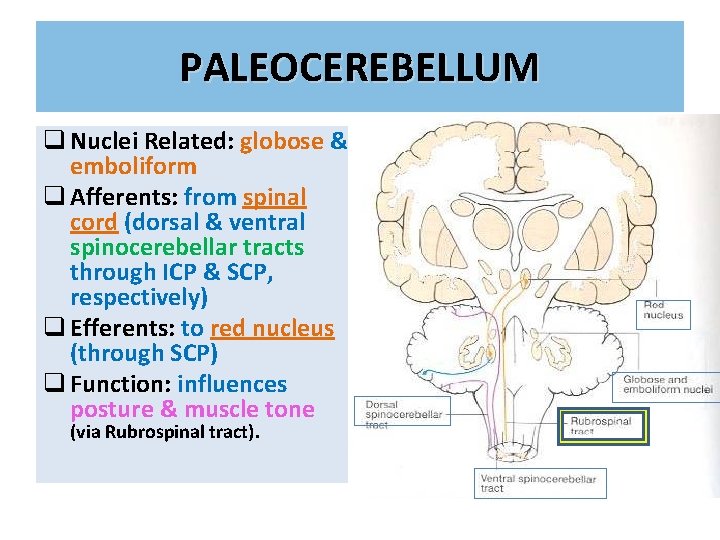 PALEOCEREBELLUM q Nuclei Related: globose & emboliform q Afferents: from spinal cord (dorsal &