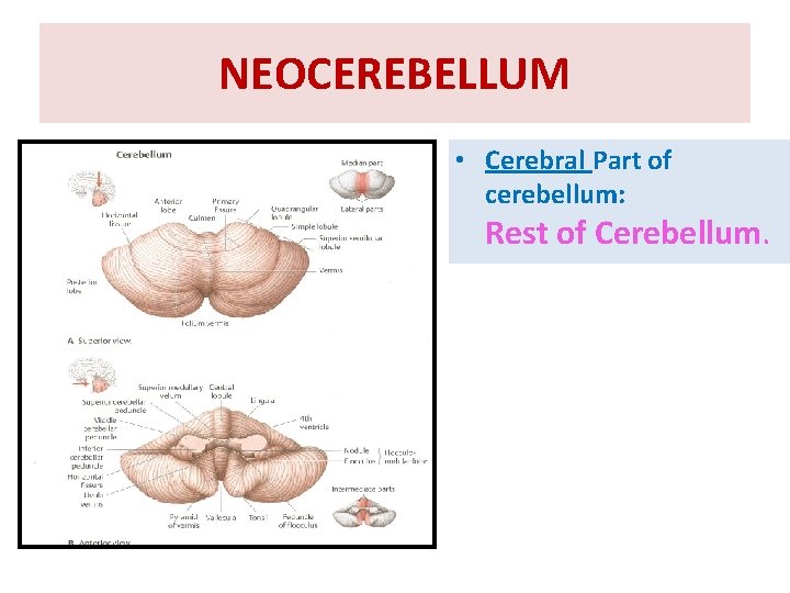 NEOCEREBELLUM • Cerebral Part of cerebellum: Rest of Cerebellum. 