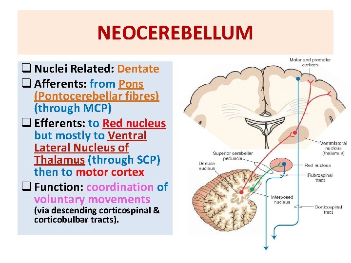 NEOCEREBELLUM q Nuclei Related: Dentate q Afferents: from Pons (Pontocerebellar fibres) (through MCP) q