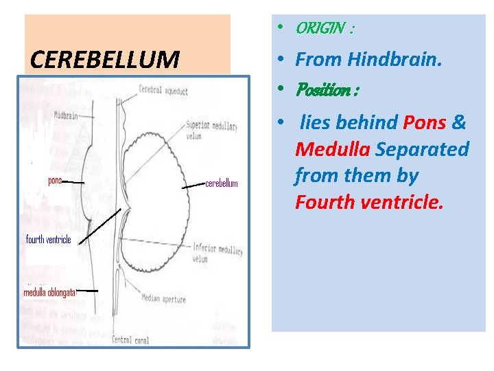  • ORIGIN : CEREBELLUM • From Hindbrain. • Position : • lies behind