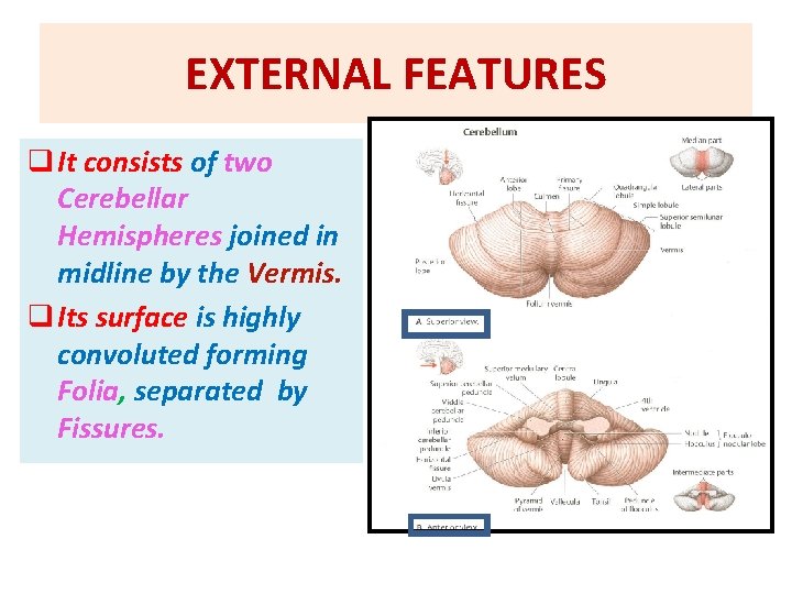 EXTERNAL FEATURES q It consists of two Cerebellar Hemispheres joined in midline by the