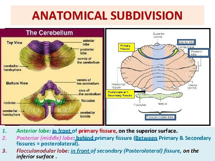 ANATOMICAL SUBDIVISION Primary Fissure Superior Surface Posterolateral = Secondary Fissure Anterroinferior Surface 1. 2.