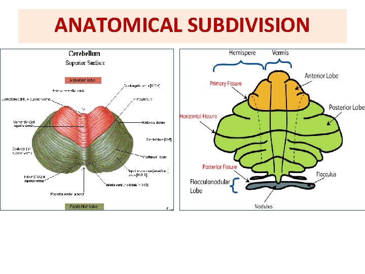 ANATOMICAL SUBDIVISION 