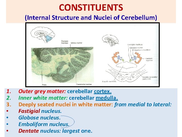 CONSTITUENTS (Internal Structure and Nuclei of Cerebellum) 1. 2. 3. • • Outer grey