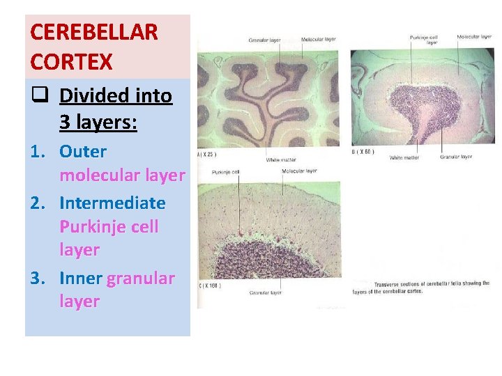 CEREBELLAR CORTEX q Divided into 3 layers: 1. Outer molecular layer 2. Intermediate Purkinje