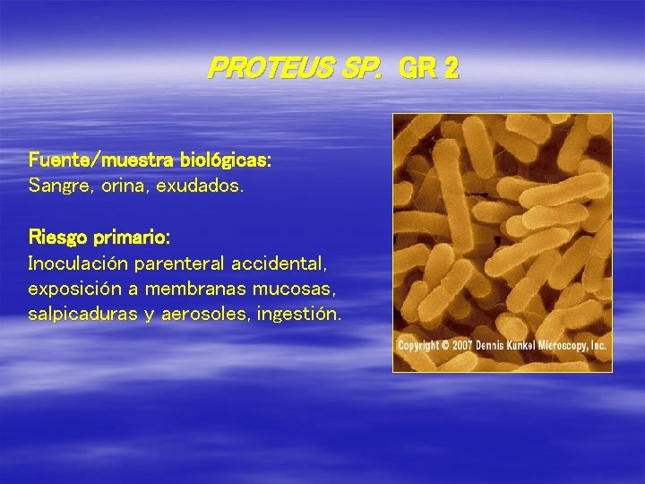 PROTEUS SP. GR 2 Fuente/muestra biológicas: Sangre, orina, exudados. Riesgo primario: Inoculación parenteral accidental,