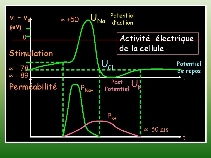vi - ve (m. V) +50 UNa Potentiel d’action Activité électrique de la cellule