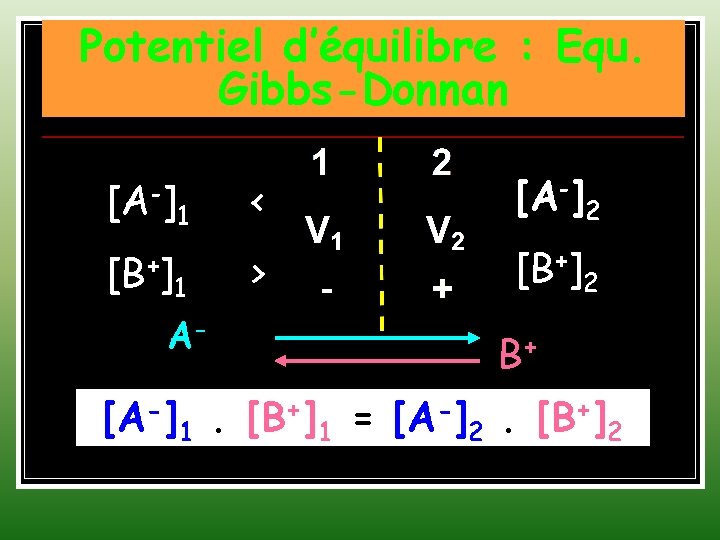 Potentiel d’équilibre : Equ. Gibbs-Donnan [A-] [B+] 1 1 A- < [A-]2 > [B+]2