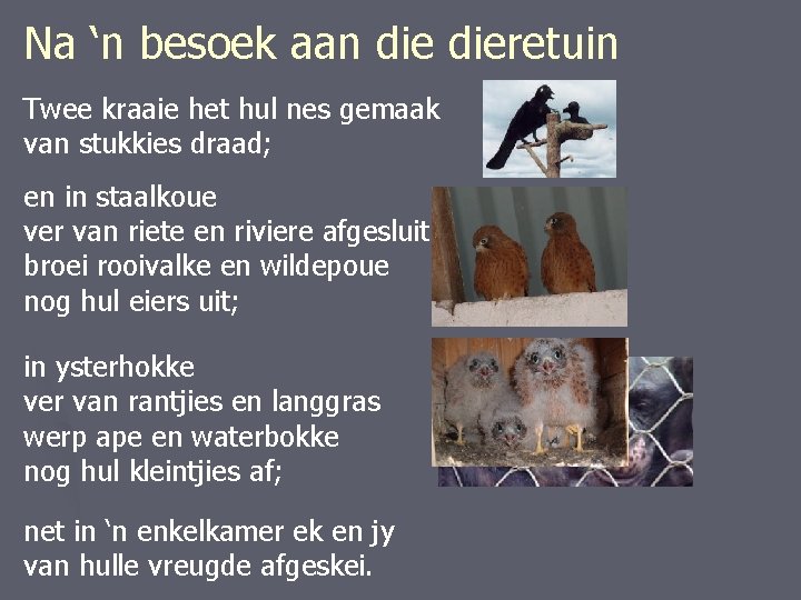 Na ‘n besoek aan dieretuin Twee kraaie het hul nes gemaak van stukkies draad;