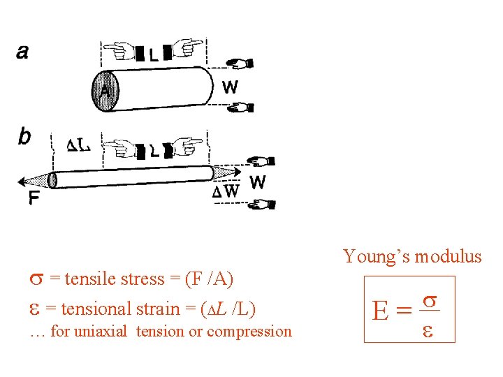 s = tensile stress = (F /A) e = tensional strain = (DL /L)