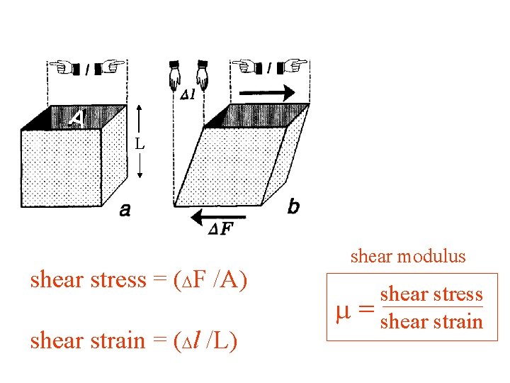 A L shear stress = (DF /A) shear strain = (Dl /L) shear modulus