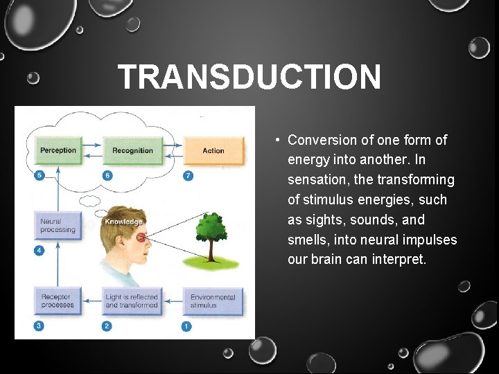 TRANSDUCTION • Conversion of one form of energy into another. In sensation, the transforming