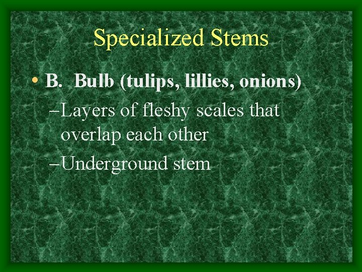 Specialized Stems • B. Bulb (tulips, lillies, onions) – Layers of fleshy scales that