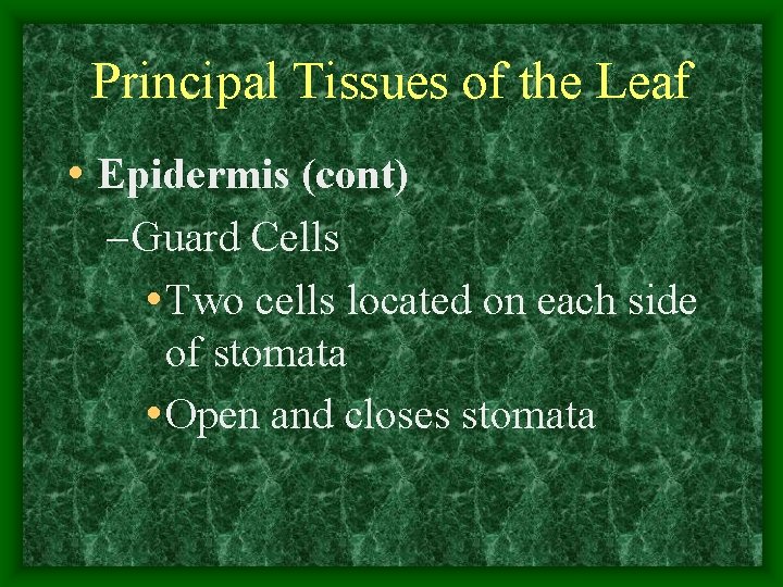 Principal Tissues of the Leaf • Epidermis (cont) – Guard Cells • Two cells