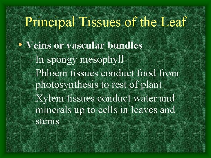 Principal Tissues of the Leaf • Veins or vascular bundles – In spongy mesophyll