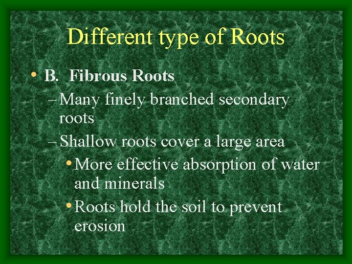 Different type of Roots • B. Fibrous Roots – Many finely branched secondary roots