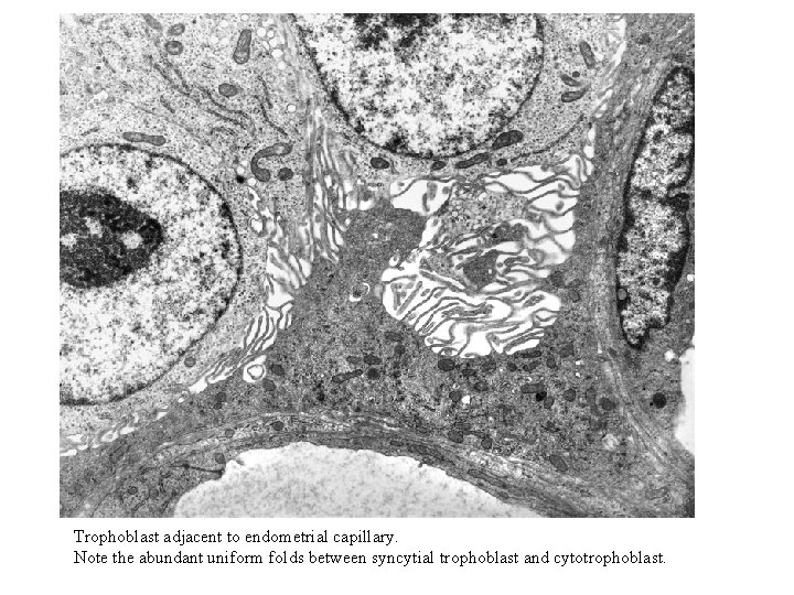 Trophoblast adjacent to endometrial capillary. Note the abundant uniform folds between syncytial trophoblast and