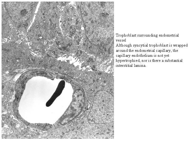Trophoblast surrounding endometrial vessel Although syncytial trophoblast is wrapped around the endometrial capillary, the
