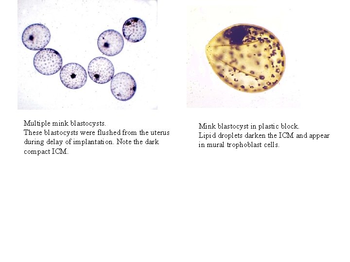 Multiple mink blastocysts. These blastocysts were flushed from the uterus during delay of implantation.