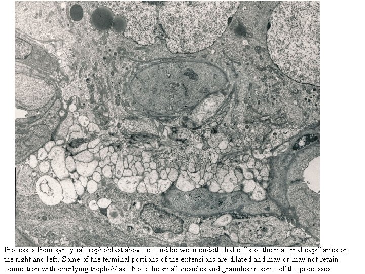 Processes from syncytial trophoblast above extend between endothelial cells of the maternal capillaries on