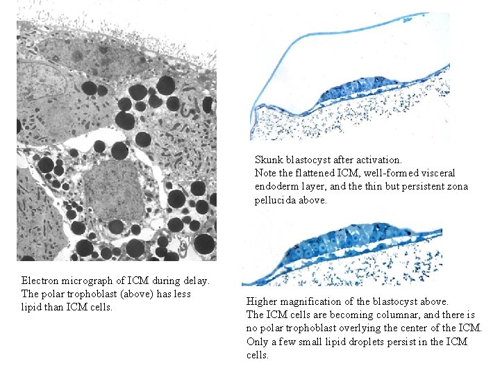 Skunk blastocyst after activation. Note the flattened ICM, well-formed visceral endoderm layer, and the