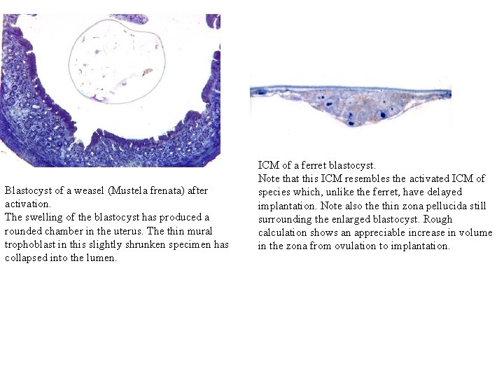 Blastocyst of a weasel (Mustela frenata) after activation. The swelling of the blastocyst has