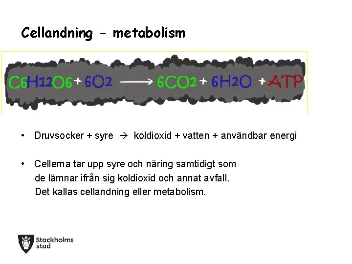 Cellandning - metabolism • Druvsocker + syre koldioxid + vatten + användbar energi •