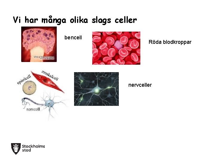 Vi har många olika slags celler bencell Röda blodkroppar nervceller 