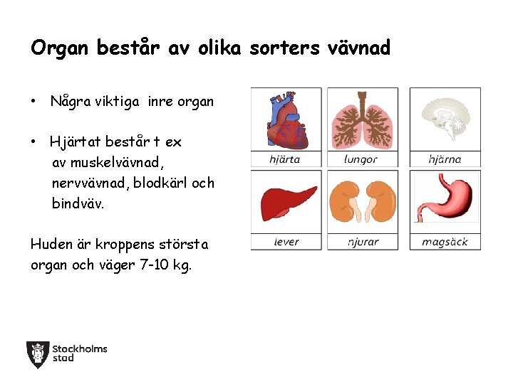 Organ består av olika sorters vävnad • Några viktiga inre organ • Hjärtat består