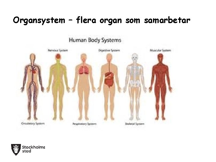 Organsystem – flera organ som samarbetar 