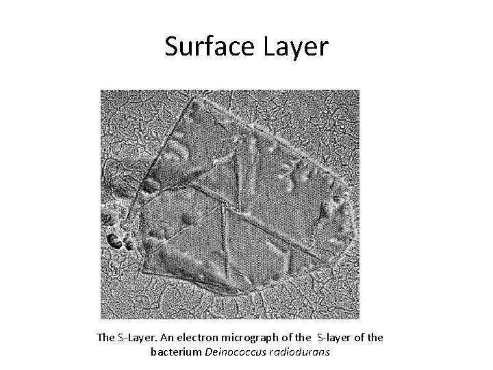 Surface Layer The S-Layer. An electron micrograph of the S-layer of the bacterium Deinococcus
