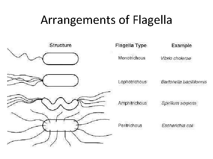 Arrangements of Flagella 