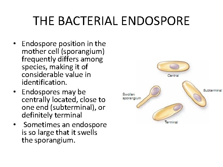 THE BACTERIAL ENDOSPORE • Endospore position in the mother cell (sporangium) frequently differs among