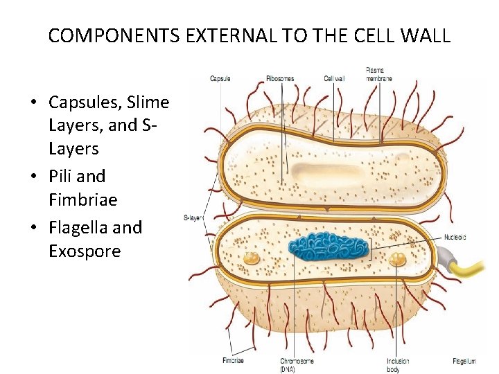 COMPONENTS EXTERNAL TO THE CELL WALL • Capsules, Slime Layers, and SLayers • Pili