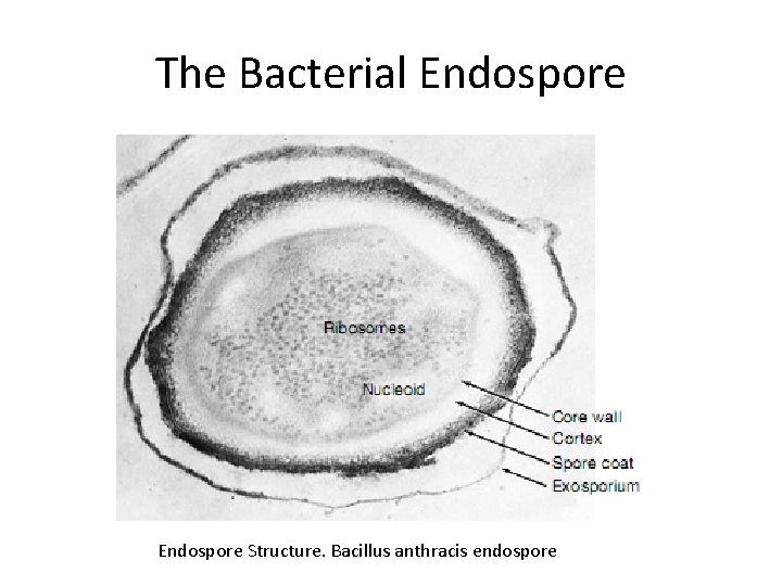 The Bacterial Endospore Structure. Bacillus anthracis endospore 