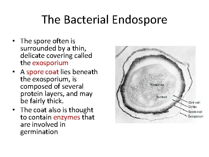 The Bacterial Endospore • The spore often is surrounded by a thin, delicate covering