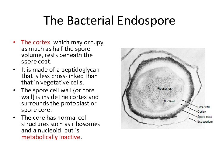 The Bacterial Endospore • The cortex, which may occupy as much as half the