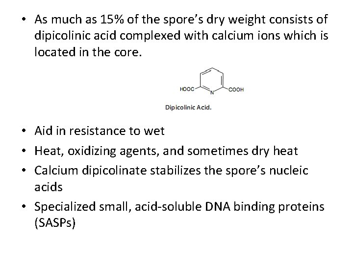  • As much as 15% of the spore’s dry weight consists of dipicolinic