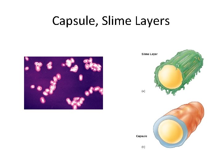 Capsule, Slime Layers 