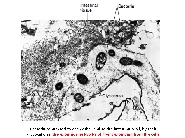 Bacteria connected to each other and to the intestinal wall, by their glycocalyxes, the