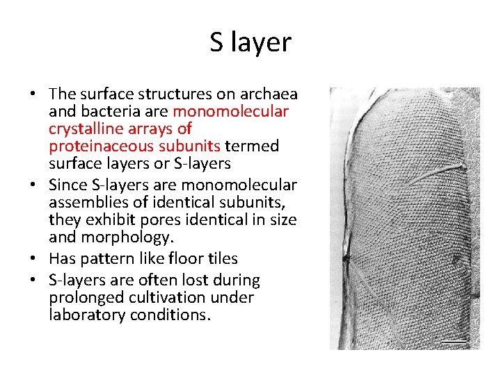 S layer • The surface structures on archaea and bacteria are monomolecular crystalline arrays