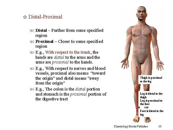  Distal-Proximal Distal – Further from some specified region Proximal – Closer to some