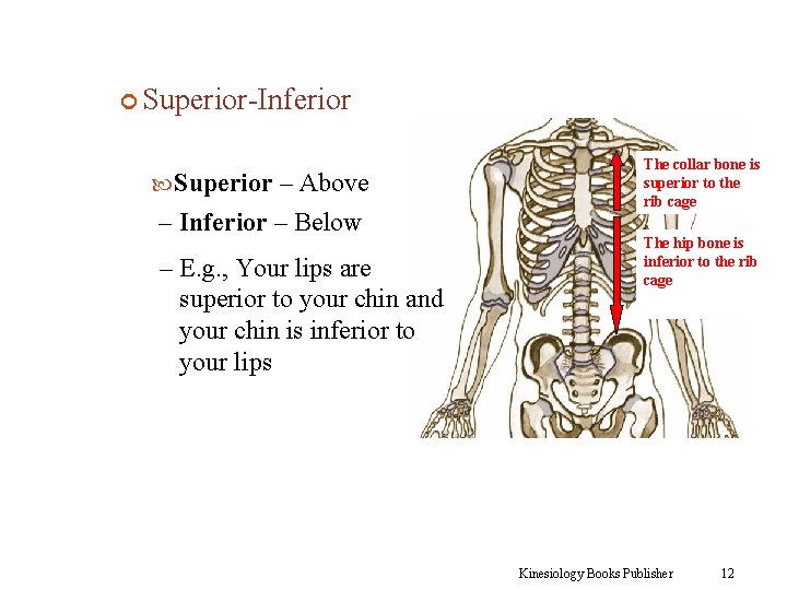  Superior-Inferior Superior – Above – Inferior – Below – E. g. , Your