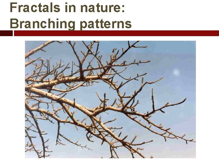 Fractals in nature: Branching patterns 