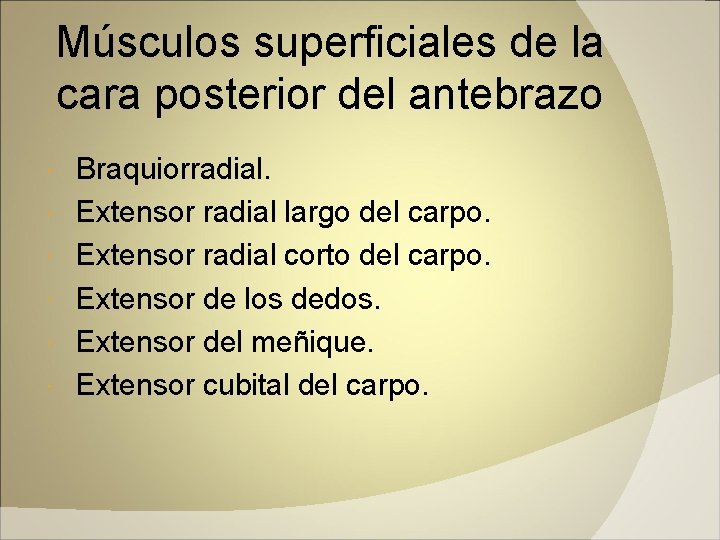 Músculos superficiales de la cara posterior del antebrazo Braquiorradial. Extensor radial largo del carpo.