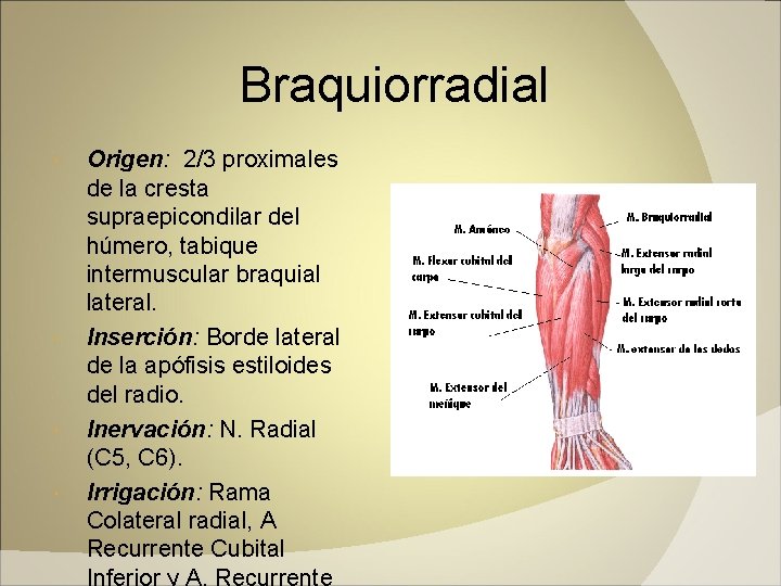 Braquiorradial Origen: 2/3 proximales de la cresta supraepicondilar del húmero, tabique intermuscular braquial lateral.