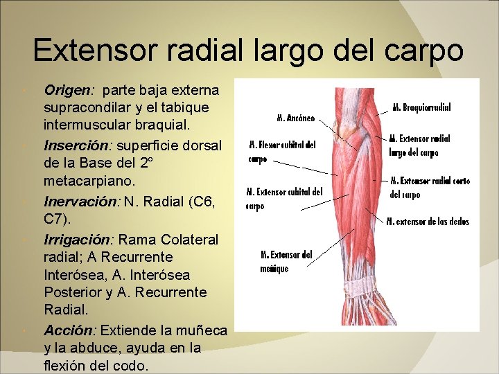 Extensor radial largo del carpo Origen: parte baja externa supracondilar y el tabique intermuscular