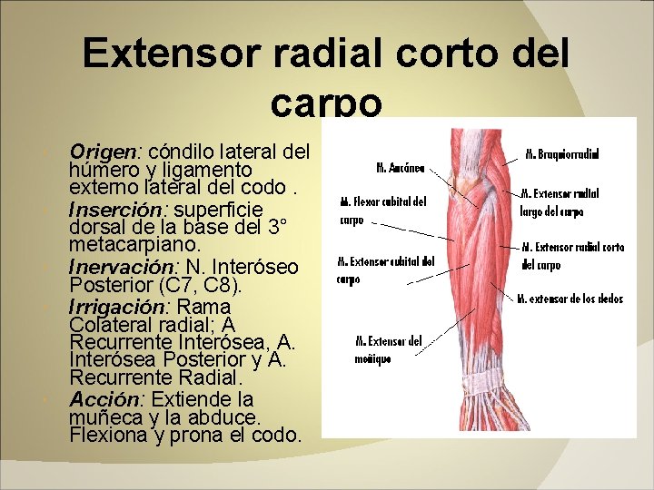 Extensor radial corto del carpo Origen: cóndilo lateral del húmero y ligamento externo lateral