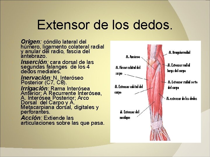 Extensor de los dedos. Origen: cóndilo lateral del húmero, ligamento colateral radial y anular